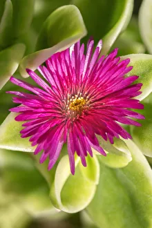 Images Dated 14th February 2021: Ice Plant, flowering succulent