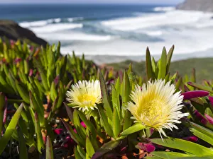 South Africa Prints: Ice plant or Hottentot-fig, highway ice pant