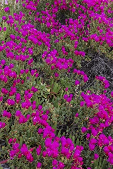Invasive Species Prints: Ice plant along the Pacific Ocean near Half Moon Bay, California, USA