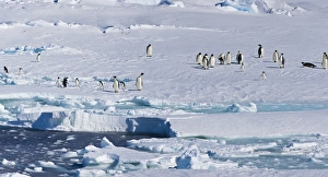 Adelie Prints: Ice Shelf, Antarctica. Emporer Penguins. Panoramic Composite