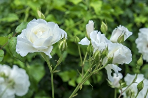 Iceberg Prints: Iceberg Rose, USA