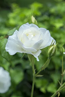 Select Focus Prints: Iceberg Rose, USA