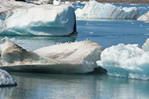 Fjallsarlon Prints: Icebergs in Jokulsarlon Glacial Lagoon, Iceland