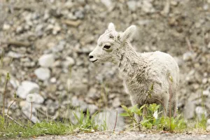 Lamb Prints: Icefields Parkway, Jasper National Park, Alberta, Canada. Baby Bighorn sheep