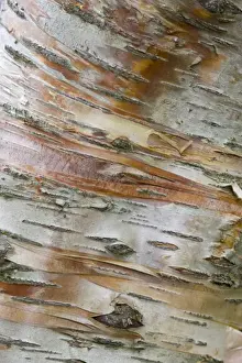 Images Dated 23rd July 2009: Iceland, Akureyri. Bark detail on a birch tree in Akureyri Botanical Gardens