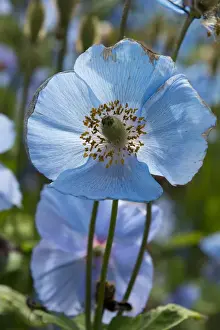 Images Dated 12th August 2015: Iceland, Akureyri. Botanical Garden (aka Lystigaardur or Lystigardurinn), the most