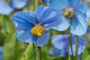Icelandic Prints: Iceland, Akureyri. Botanical Garden (aka Lystigaardur or Lystigardurinn), the most