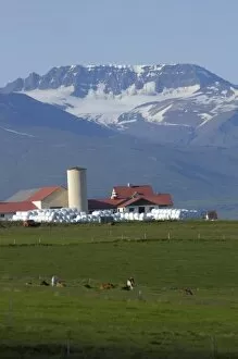 Iceland, Akureyri, farm