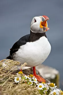 Iceland Gallery: Iceland, Breidavik, Puffin Calling Out