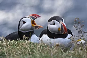 Images Dated 17th July 2007: Iceland, Breidavik, Puffins