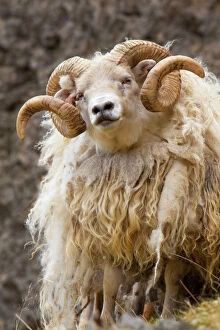 Europe Collection: Iceland. Close-up of Icelandic sheep. Credit as: Jim Zuckerman / Jaynes Gallery / DanitaDelimont