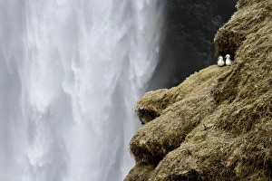 Icelandic Prints: Iceland. Close-up of Skogafoss waterfall