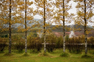 Geothermal Prints: Iceland. Geothermal activity can be seen behind the row of Aspen trees in the valley of Haukadalur