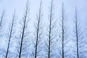 Stark Prints: Iceland, Golden Circle. Line of leafless trees in winter