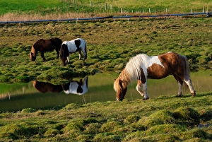 Alison Wright Prints: Iceland. Horse grazes on the green grasses in southern Iceland
