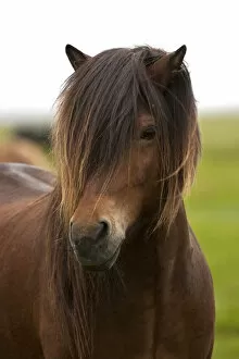 Iceland Collection: Iceland, Icelandic Horse
