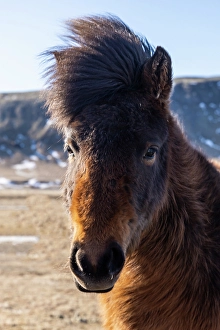 Images Dated 16th January 2024: Iceland, Icelandic horse