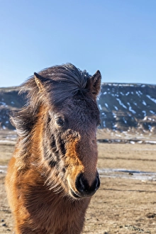 Images Dated 16th January 2024: Iceland, Icelandic horse
