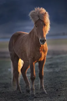Prints of Iceland. Icelandic horse at sunset. Credit as: Jim Zuckerman / Jaynes Gallery / DanitaDelimont Images Dated 2018 June: Iceland. Icelandic horse at sunset