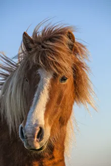 Images Dated 5th May 2012: Iceland. Icelandic horse in sunset light