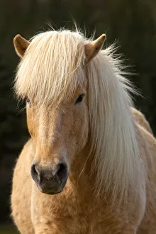 Prints of Iceland. Icelandic horse in sunset light. Credit as: Jim Zuckerman / Jaynes Gallery / DanitaDelimont Images Dated 2018 June: Iceland. Icelandic horse in sunset light