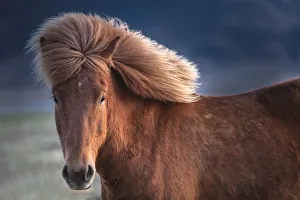 Images Dated 5th May 2012: Iceland. Icelandic horse in sunset light