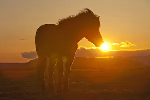 Iceland. Icelandic horse in sunset light