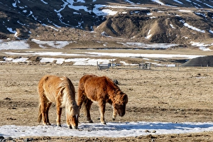 Images Dated 16th January 2024: Iceland, Icelandic horses chipping at ice to eat