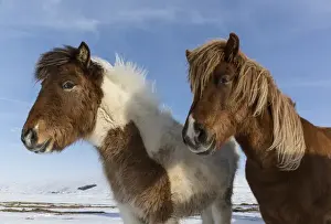 Iceland. Icelandic horses. Credit as: Bill Young / Jaynes Gallery / DanitaDelimont