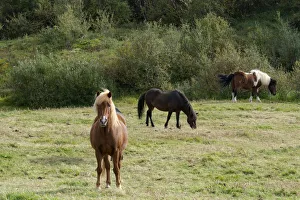 Iceland, Lake Myvatn Area. Icelandic horses with various colorings grazing peacefully