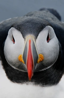 Puffin Prints: Iceland, Latrabjarg. Detail of Atlantic puffin head