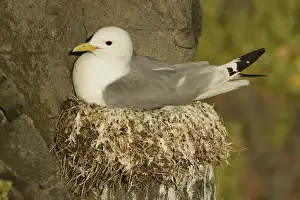 Precarious Prints: Iceland, Latrabjarg. Close-up of black-legged kittiwake on nest