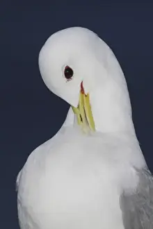 Iceland, Latrabjarg. Close-up of black-legged kittiwake preening