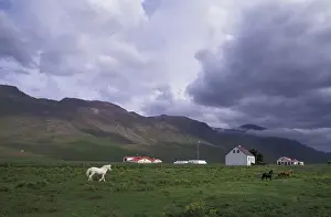 Farmhouse Prints: Iceland, North West Islands, Vatnasdalsholar Hills Horse farm with mountains in background