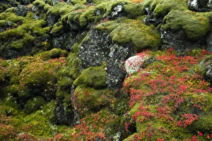 Mossy Prints: Iceland, Pingvellir National Park. Moss-covered rocks