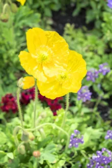 Select Focus Prints: Iceland Poppy, USA