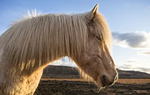 Images Dated 28th March 2013: Iceland. Portrait of Icelandic horse