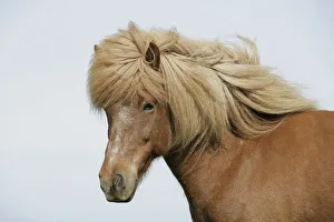 Iceland. Portrait of an Icelandic horse