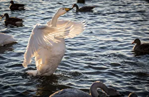Prints of Iceland, Reykjavik, Tjornin. Backlit whooper swan with wings spread. Credit as: Wendy Kaveney / Jaynes Gallery / DanitaDelimont.com Images Dated 2017 December: Iceland, Reykjavik, Tjornin. Backlit whooper swan with wings spread