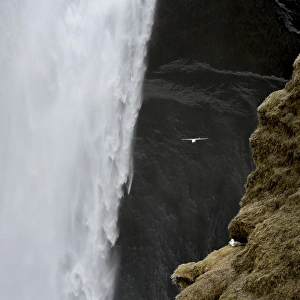 Icelandic Prints: Iceland. Seagull flies past Skogafoss waterfall
