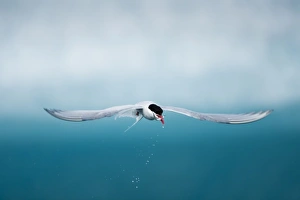 Images Dated 28th July 2009: Iceland, Skaftafell National Park, Arctic Tern (Sterna paradisaea) carries small