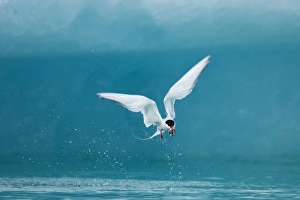 Images Dated 28th July 2009: Iceland, Skaftafell National Park, Arctic Tern (Sterna paradisaea) carries small