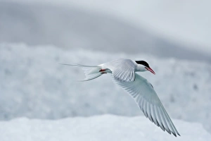 Images Dated 29th July 2009: Iceland, Skaftafell National Park, Arctic Tern (Sterna paradisaea) in flight near