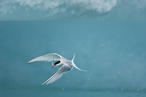 Images Dated 28th July 2009: Iceland, Skaftafell National Park, Arctic Terns fishing by icebergs in Jokulsarlon Lake