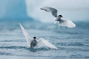 Images Dated 28th July 2009: Iceland, Skaftafell National Park, Two Arctic Terns (Sterna paradisaea) diving for