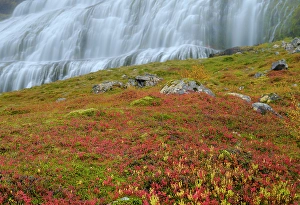 Northern Europe Prints: Iceland. Waterfall Dynjandi in Borgarfjordur during autumn