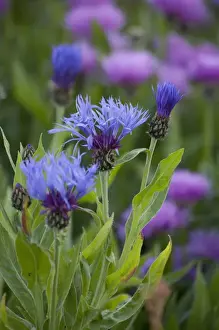 Icelandic Prints: ICELAND21210_JUL2009_BARTRUFF. CR2-Summer blooms in Icelandic home garden