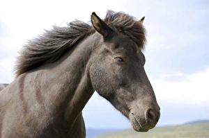 Images Dated 2nd August 2007: Icelandic horse (Equus scandinavicus), Golden Circle Tour, Iceland