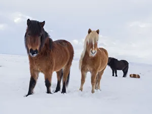 Icelandic horse in fresh snow. It is the traditional breed for Iceland and traces