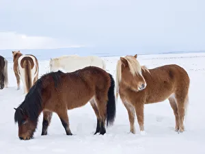 Icelandic horse in fresh snow. It is the traditional breed for Iceland and traces